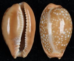 Naria citrina citrina