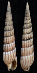 Punctoterebra textilis