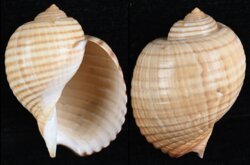 Tonna canaliculata