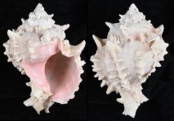 Phyllonotus erythrostomus