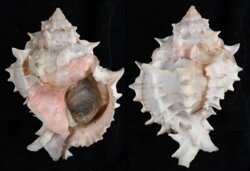 Phyllonotus erythrostomus