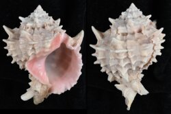 Phyllonotus erythrostomus