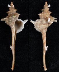 Serratifusus virginiae