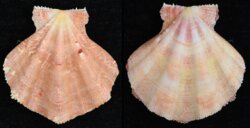 Mirapecten cranmerorum