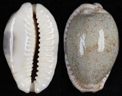 Naria erosa chlorizans