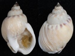 Nassarius mutabilis