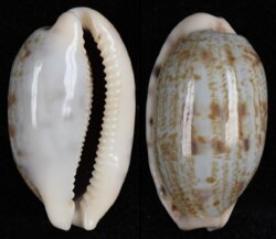 Talostolida teres teres