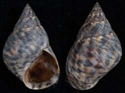 Littorina angulifera