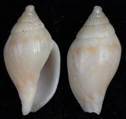 Volutomitra glabella