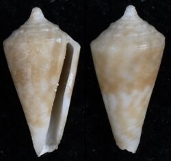 Profundiconus zardoyai