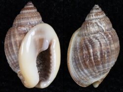 Nassarius globosus