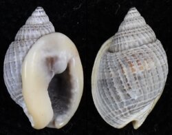 Nassarius globosus