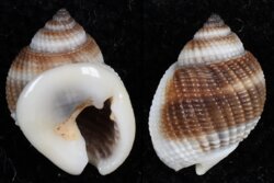 Nassarius globosus
