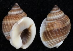 Nassarius globosus