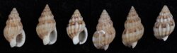 Nassarius incrassatus