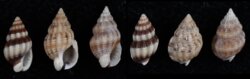 Nassarius incrassatus
