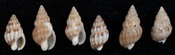 Nassarius incrassatus