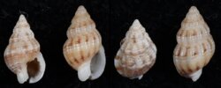 Nassarius incrassatus