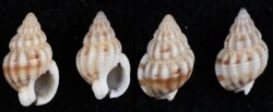 Nassarius incrassatus