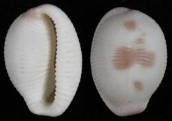 Ellatrivia merces