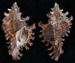 Chicoreus lamarcki