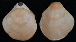 Magasella haurakiensis