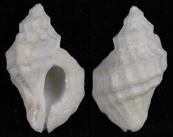 Ceratostoma nuttalli