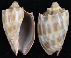 Cymbiola nivosa oblita