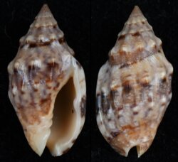 Enaeta cumingii