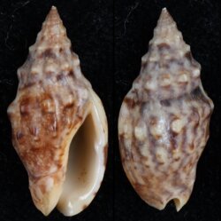 Enaeta cumingii