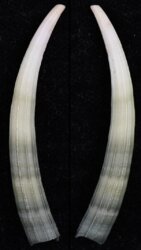 Dentalium elephantinum