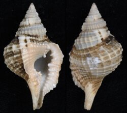 Distorsio reticularis