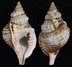 Distorsio reticularis