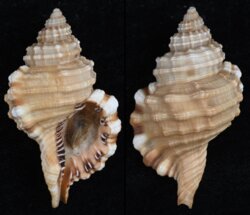 Cymatium parthenopeum echo