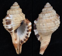 Cymatium grandimaculatum