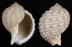 Tonna tessellata