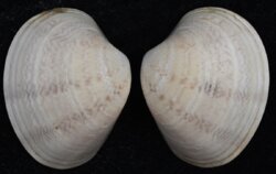 Callista cf multiradiata