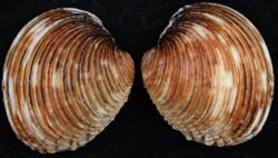 Venus verrucosa