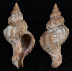 Gracilipurpura craticulata