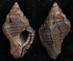 Chicoreus capucinus