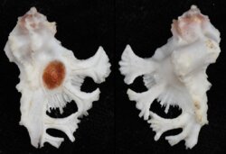 Homalocantha anatomica