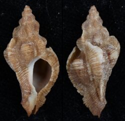 Pteropurpura festiva