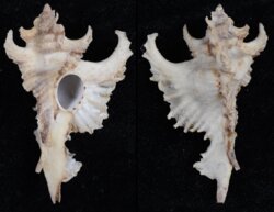 Purpurellus gambiensis