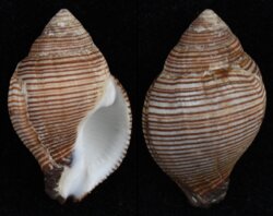 Latirolagena smaragdula