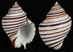 Opeatostoma pseudodon