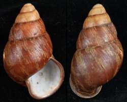 Chrysallis mindoroensis