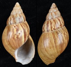 Achatina fulica
