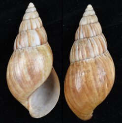 Achatina fulica