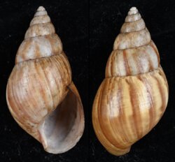 Achatina fulica