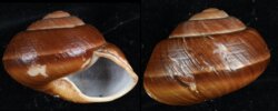 Ryssota ovum